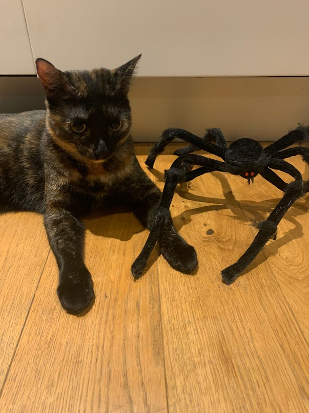 ucuedinburgh's tweet photo. On Friday 13th, donβt run out of luck. On @ucu national Get the Vote Out Day, get your ballot on a broomstick.
Vote TODAY. Vote YES.
#ucurising #campaigncat #fourfightsfeline #purrsistence #moggymail https://t.co/Irgypy5j8s