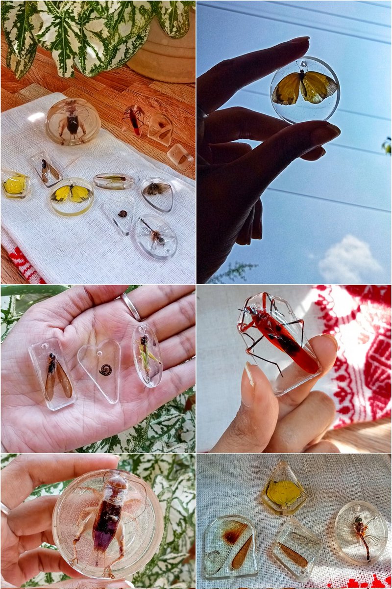 mampi__devi's tweet photo. Resin specimens 🦋 All made of real insects, morally crafted. https://t.co/GZZDMNQDTP
