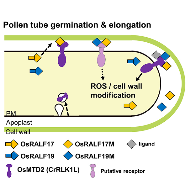 JIPBio's tweet photo. Pollen tube growth➡️2x fertilization➡️#grain yield. Kim et al. characterize two #pollen-specific #RALFs in #rice, using #CRISPR/Cas9-induced loss-of-function #mutants, peptide treatment, expression analyses, & tag reporter lines.
https://t.co/QIxY5uL8HQ @wileyplantsci #PlantSci https://t.co/Wu8rdngjaa