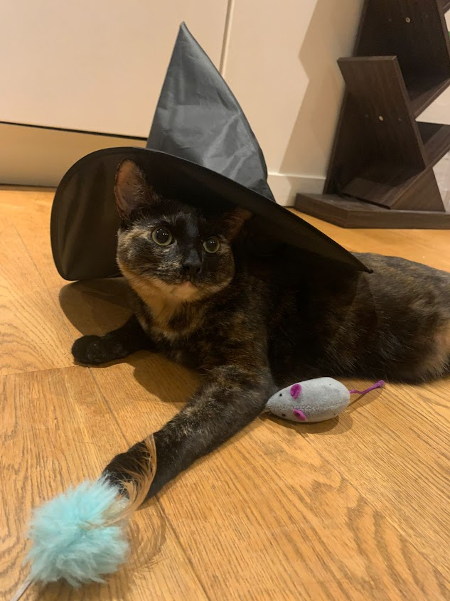 ucuedinburgh's tweet photo. On Friday 13th, donβt run out of luck. On @ucu national Get the Vote Out Day, get your ballot on a broomstick.
Vote TODAY. Vote YES.
#ucurising #campaigncat #fourfightsfeline #purrsistence #moggymail https://t.co/Irgypy5j8s