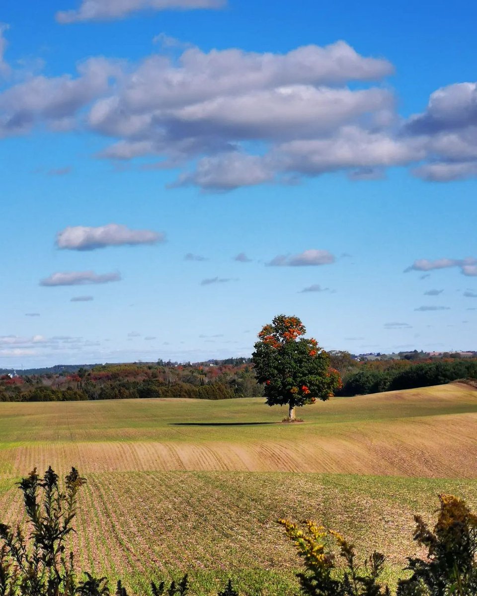 You see that tree? Farmers work around majestic trees like that all the time rather than cut them down. When Bill Lishman would fly over the Greenbelt in his ultralight he would often see single trees in the middle of nowhere. #OnGreenbelt #OakRidgesMoraine #FlyAwayHome #ONpoli