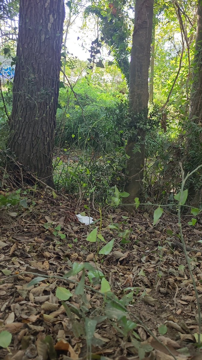 miaguiteres's tweet photo. Per què no fan #pipiecologic ?
A la natura bones pràctiques ja! #ecologia #muntanya https://t.co/vDK7WbiwF0