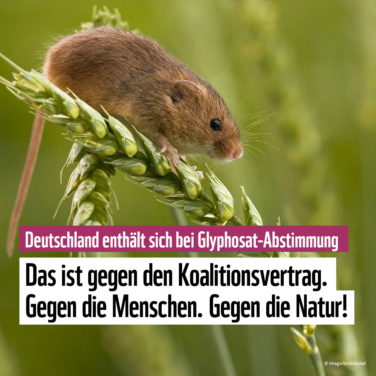 WWF_Deutschland's tweet photo. 🚨 Breaking: Die EU findet keine Mehrheit für die #Glyphosat-Neuzulassung und muss die Entscheidung vertagen. Allerdings hätten wir uns von Deutschland ein klares "Nein" gewünscht. So wie es im Koalitionsvertrag vereinbart ist. Unser Pressestatement 👉 https://t.co/P2wUYcpSme https://t.co/vT63PCiaFU