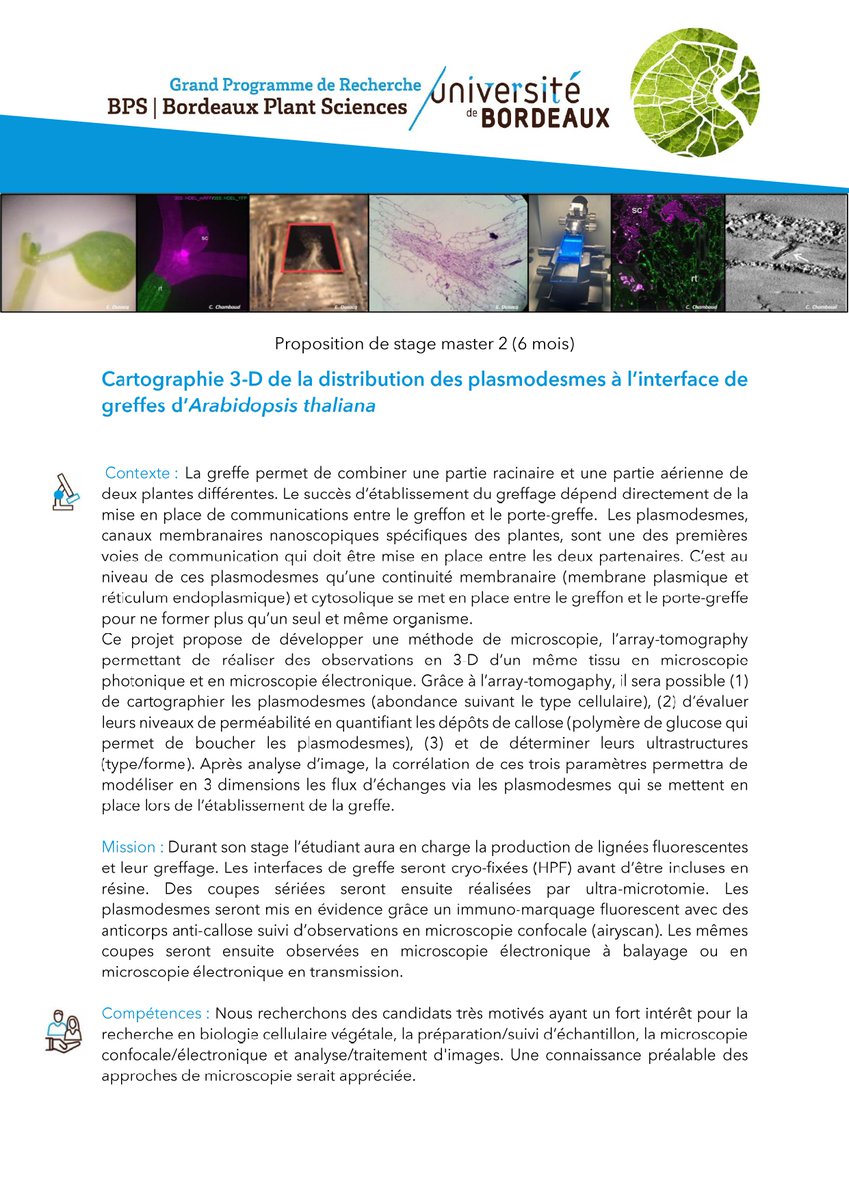AmandinePiv's tweet photo. Offre de stage master 2 📣 
Cher réseau, nous cherchons un stagiaire de master 2 qui aura pour mission de cartographier en 3D la distribution des plasmodesmes à l’interface de greffes d’Arabidopsis thaliana 🔬 🌱 !
#plante #microscopie @BIC_Bordeaux @Fr_BioImaging https://t.co/DcdoL3dpf7