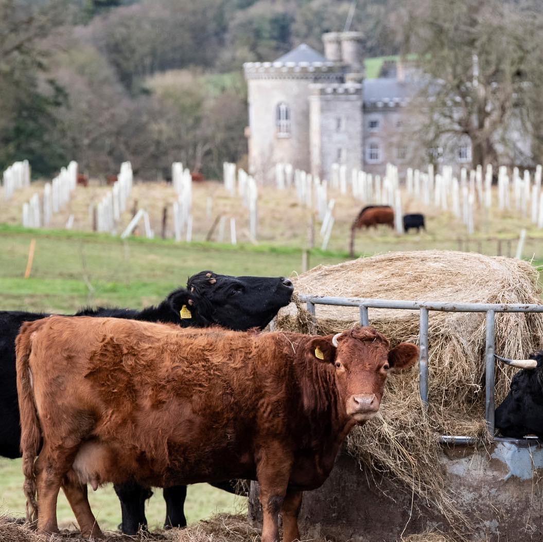 🐐Enjoy a guided tour of @RockFarmSlane every Thursday in October at 11am! The tours are tying in with the Farm Shop pick up, and by private arrangement. Find out more on our website here: discoverboynevalley.ie/whats-on/rock-…