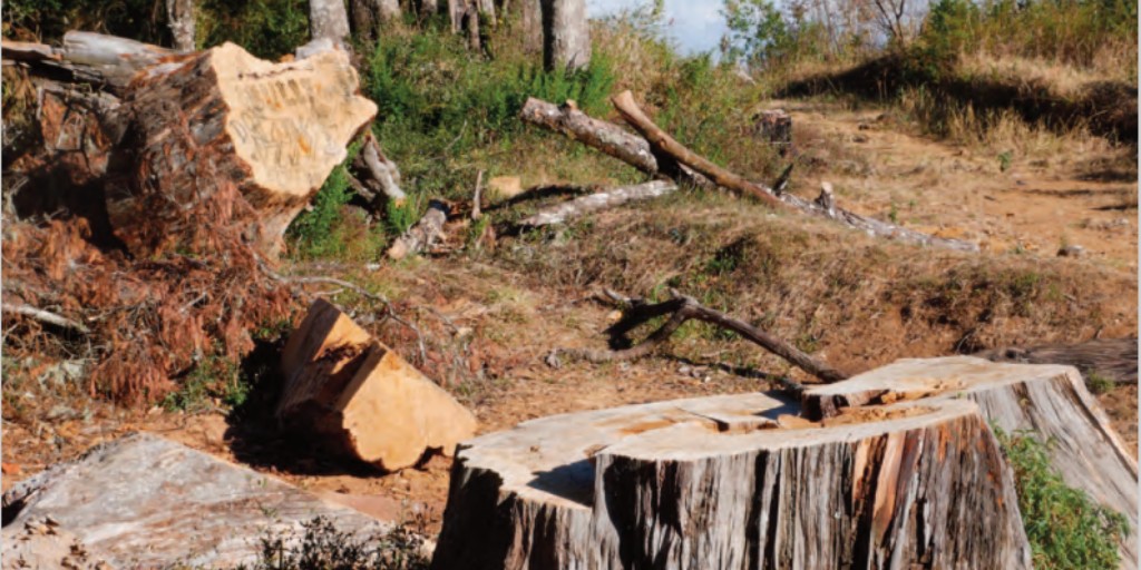 There is a need for greater conservation action for timber trees, with only 46% of threatened species found in ex situ collections. Case studies in #RedListofTimberTrees show what @BGCI gardens are already doing to help.