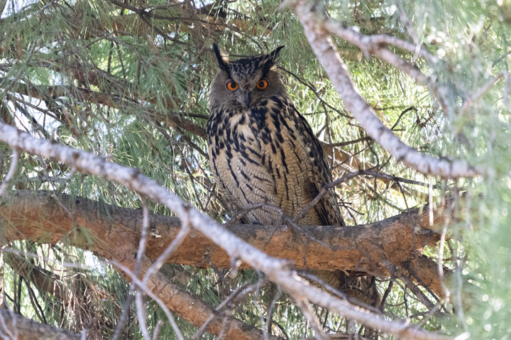 MADRID's tweet photo. 📢Descubre en nuestro blog las 25 aves 🕊🦉 del Retiro más comunes de la A la Z.

✅Repasamos las especies y nos detenemos en sus colores, plumas y comportamientos.
✅Te lo contamos en nuestro blog: https://t.co/YJflAbuWmj https://t.co/133AvV3Lp8