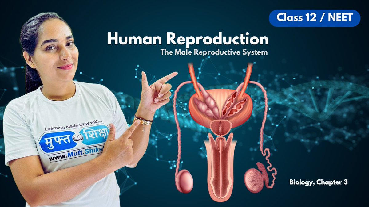 muftdotshiksha's tweet image. #Human #Reproductive System | #MaleReproductiveSystem Structure, Function Definition, Diagram, Facts

youtu.be/wRS2PhKx_lE