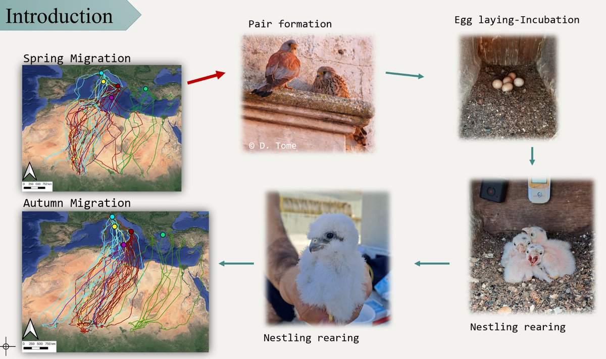 @lifefalkon tweet media