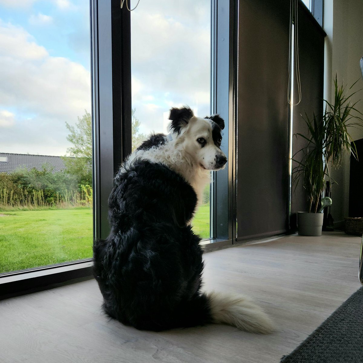 Merlin 🐕

Sie sagt, ich bin eine Bangbüx 😡 was kann ich denn dafür, dass es hier überall knackt und mir das unheimlich ist? 🥺