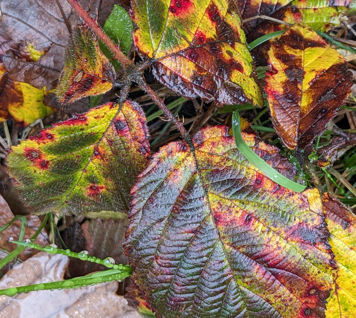 sarah goodey tweet media