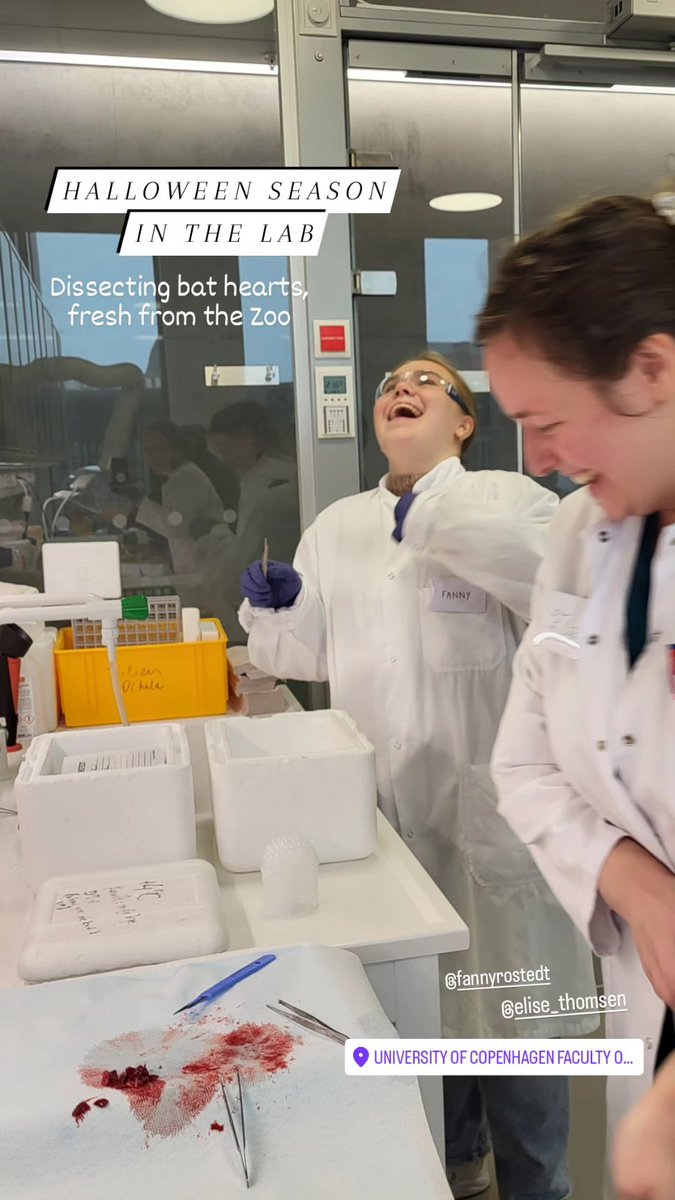 LaitilaJenni's tweet photo. Just another day in the @OchDr lab 🦇 #teameffort #muscleresearch #cardiactissue @EliseMThomsen https://t.co/PaLDwihmZR