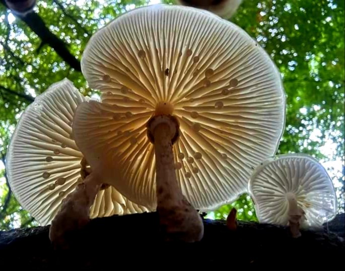 Leo Thomas tweet media