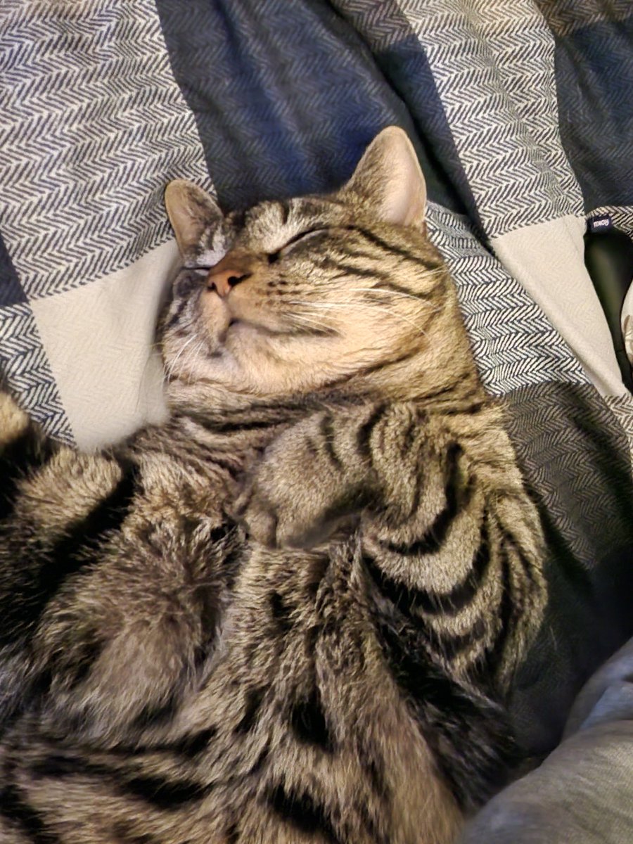 Good Morning Degens!
My Spirit Animal this Friday! Lol