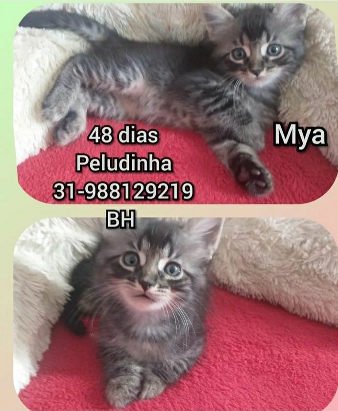 AGREGATOS_OFC's tweet photo. 🐈🐈🐈🐈🐈🐈🐈🐈🐈🐈

#adocao #adocão #adoção #adoçãoresponsável 
#doação #doacão #doacao #AçãoSolidária 
#gatos #bichanos #felinos #pets #PetLover #PetsLovers #CatLover #CatLovers #CatsLovers 
#gateiras #gateiros
#BeloHorizonte #MinasGerais https://t.co/wvp10SxcKb