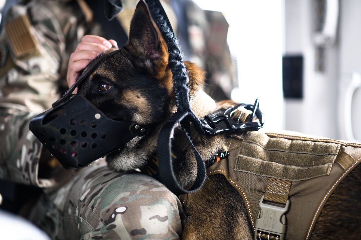 Last week, @Andrews_JBA #militaryworkingdogs got acquainted with @MDSP operational aircraft, ensuring they're ready for any mission that comes their way. From boarding a #helicopter to getting geared up, these pups are always up for the challenge! rb.gy/3ddy0
