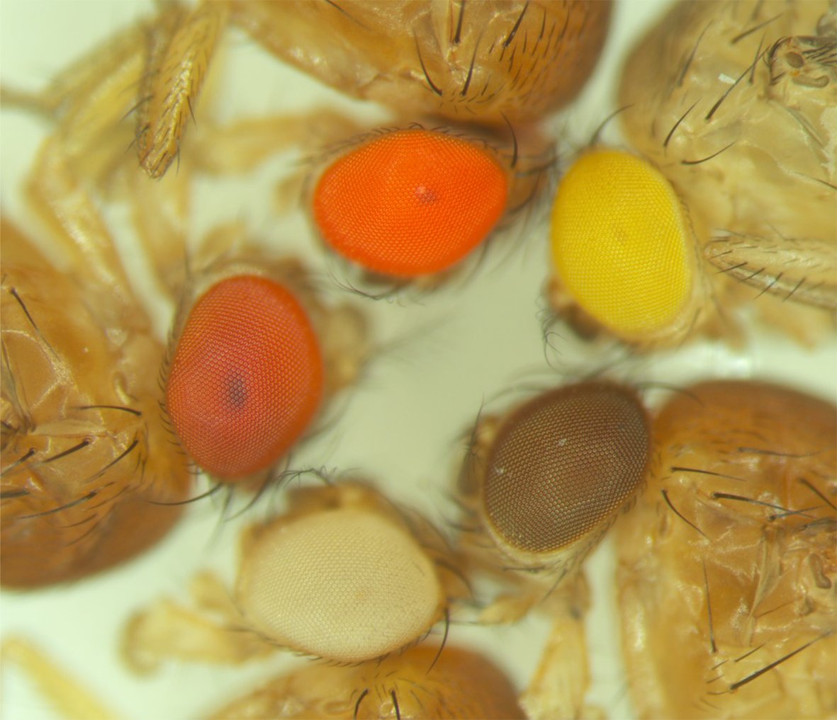 Insect Molecular Biology tweet media