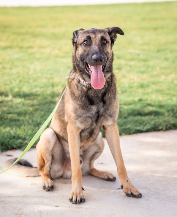 Austin German Shepherd Rescue tweet media