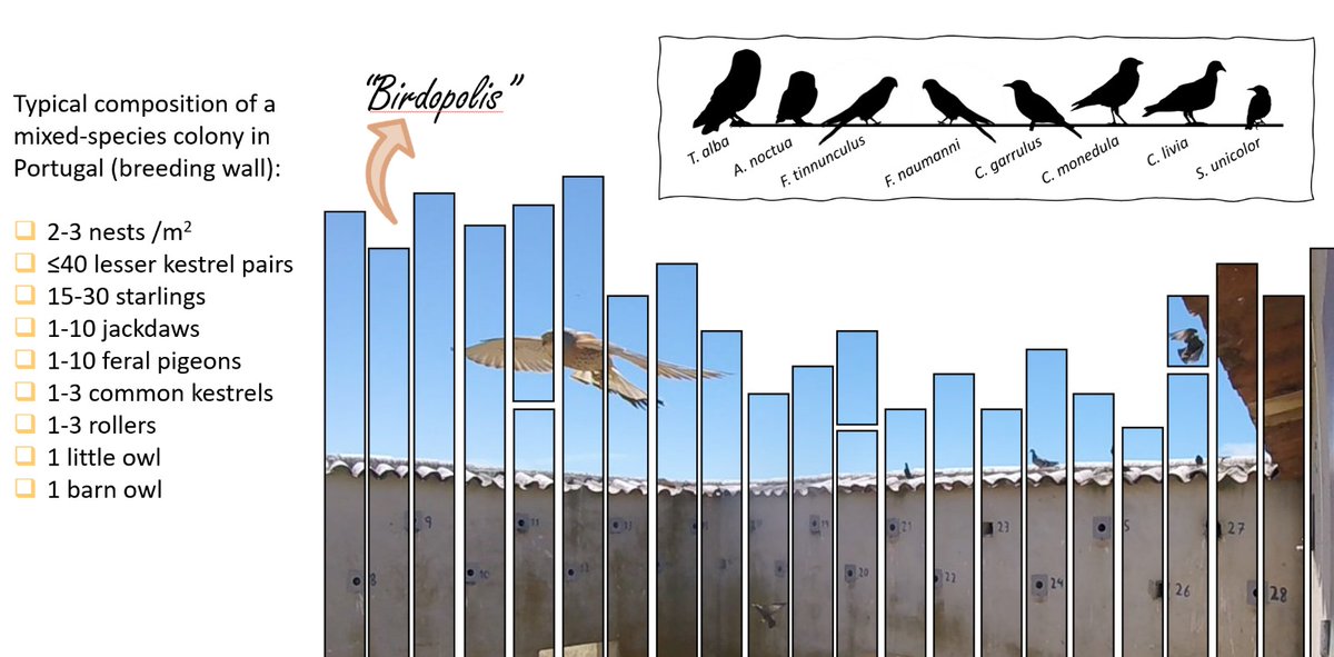 @lifefalkon tweet media