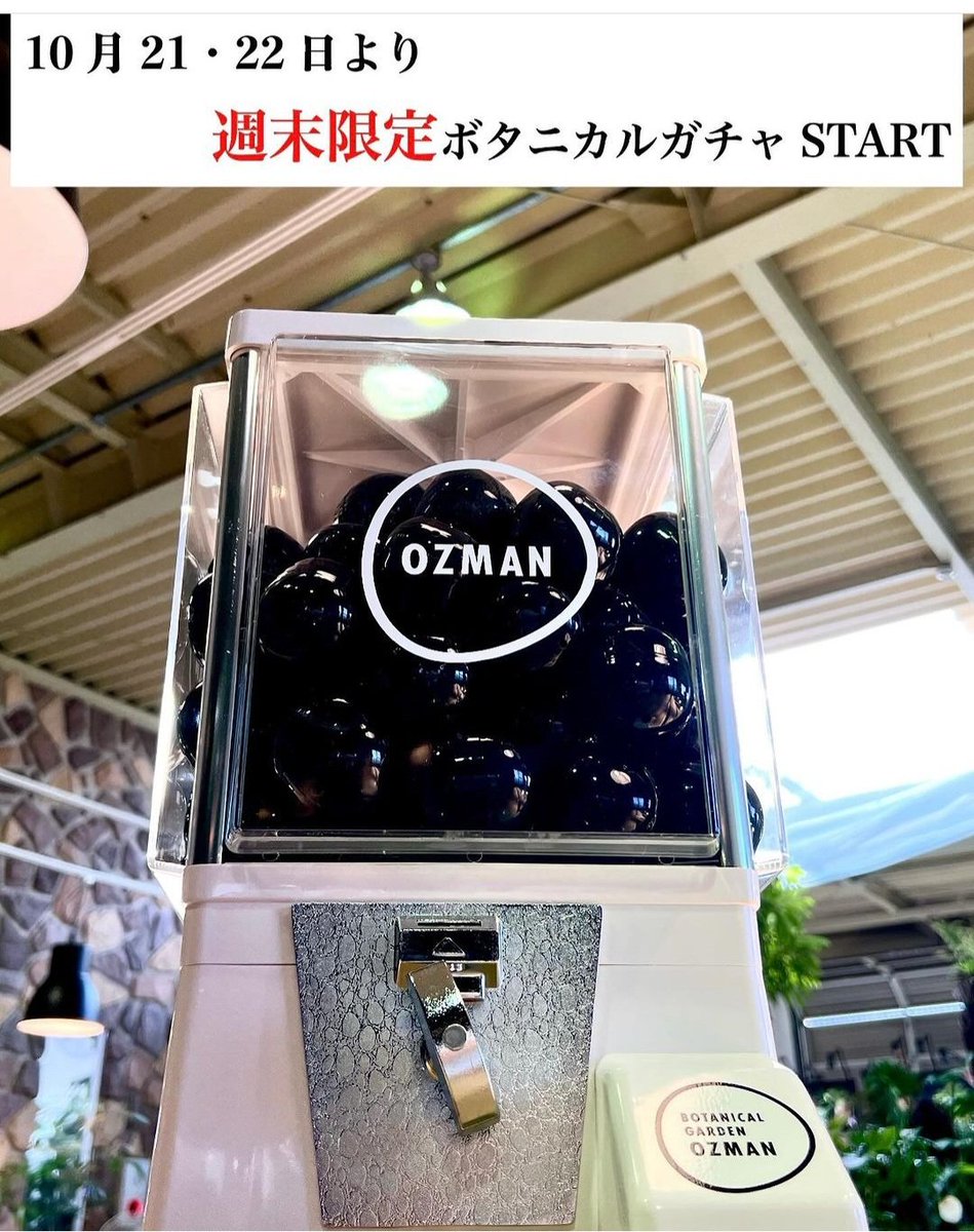 OZ_Botanical's tweet photo. #BOTANICALGARDENOZMAN です‼️
10月21.22日より #週末限定 で
 #ボタニカルガチャ STARTします🎡
高額商品も多数景品に含まれますので皆様是非お越しください😌
詳細はまた後日……
お楽しみに🎵
#オズマン
#ガチャガチャ
#静岡県掛川市 
#ボタニカルカフェ 
#ビザールプランツ 
#掛川植物園 https://t.co/cLcnjlfcD7