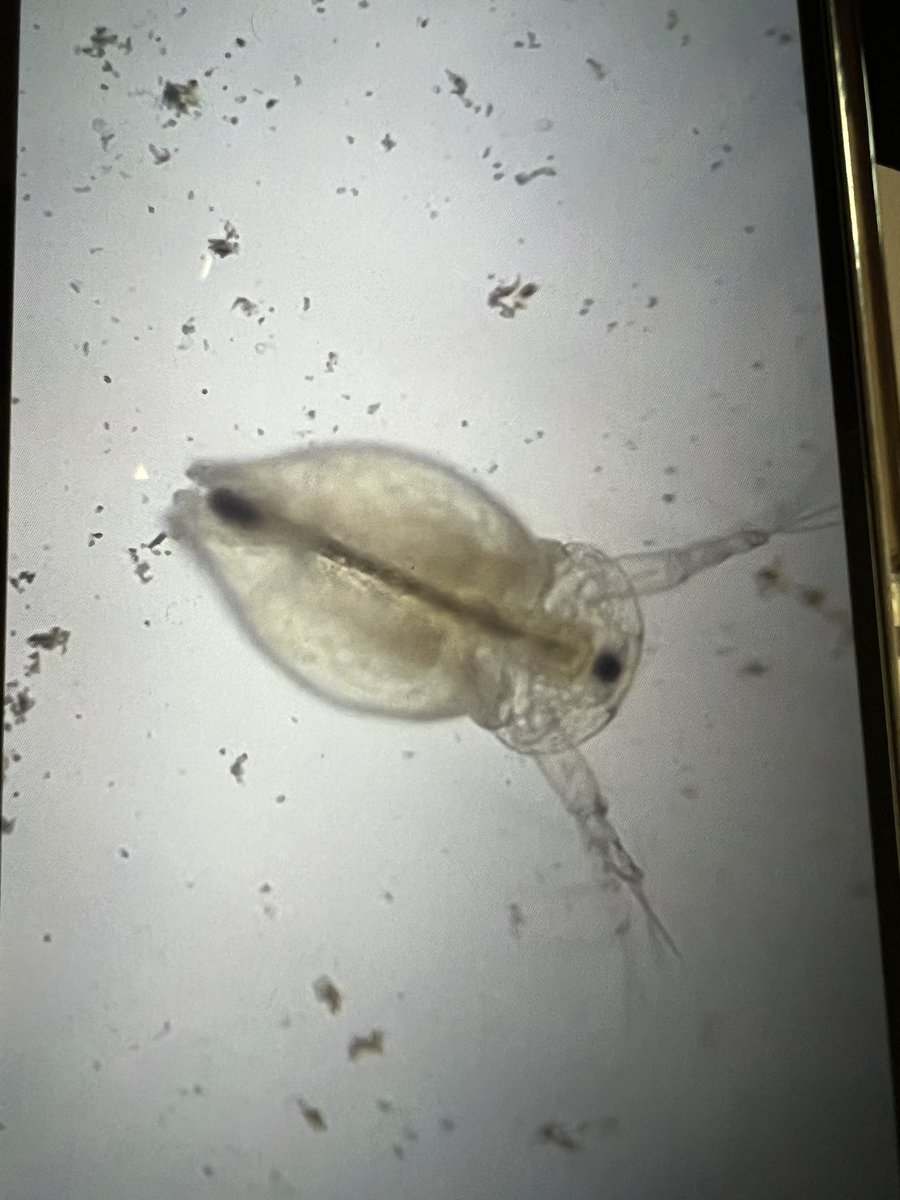 mrsgrulichlhs's tweet photo. “Even though I am done with the lab, can I keep looking for creatures”. https://t.co/ouMJVmVs6v
