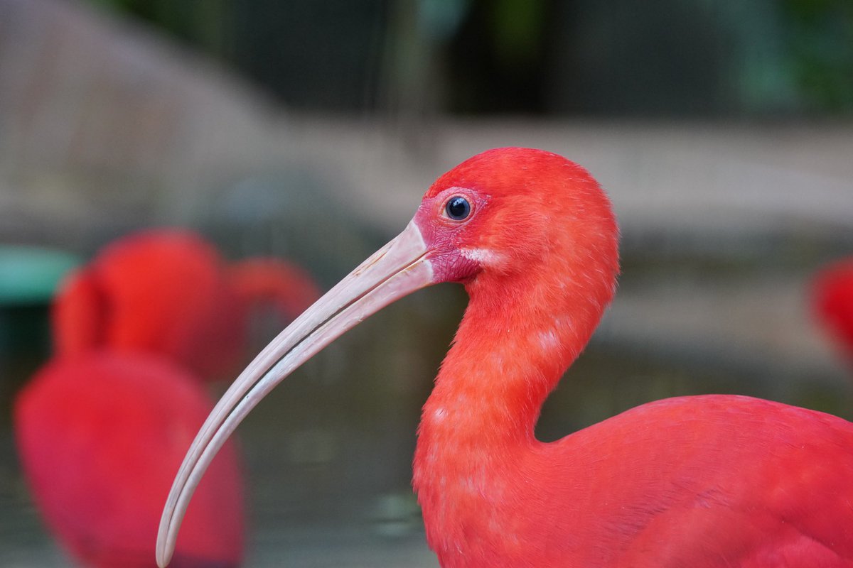 Bom dia! ☀️ 

Qual sua ave favorita do Parque das Aves?