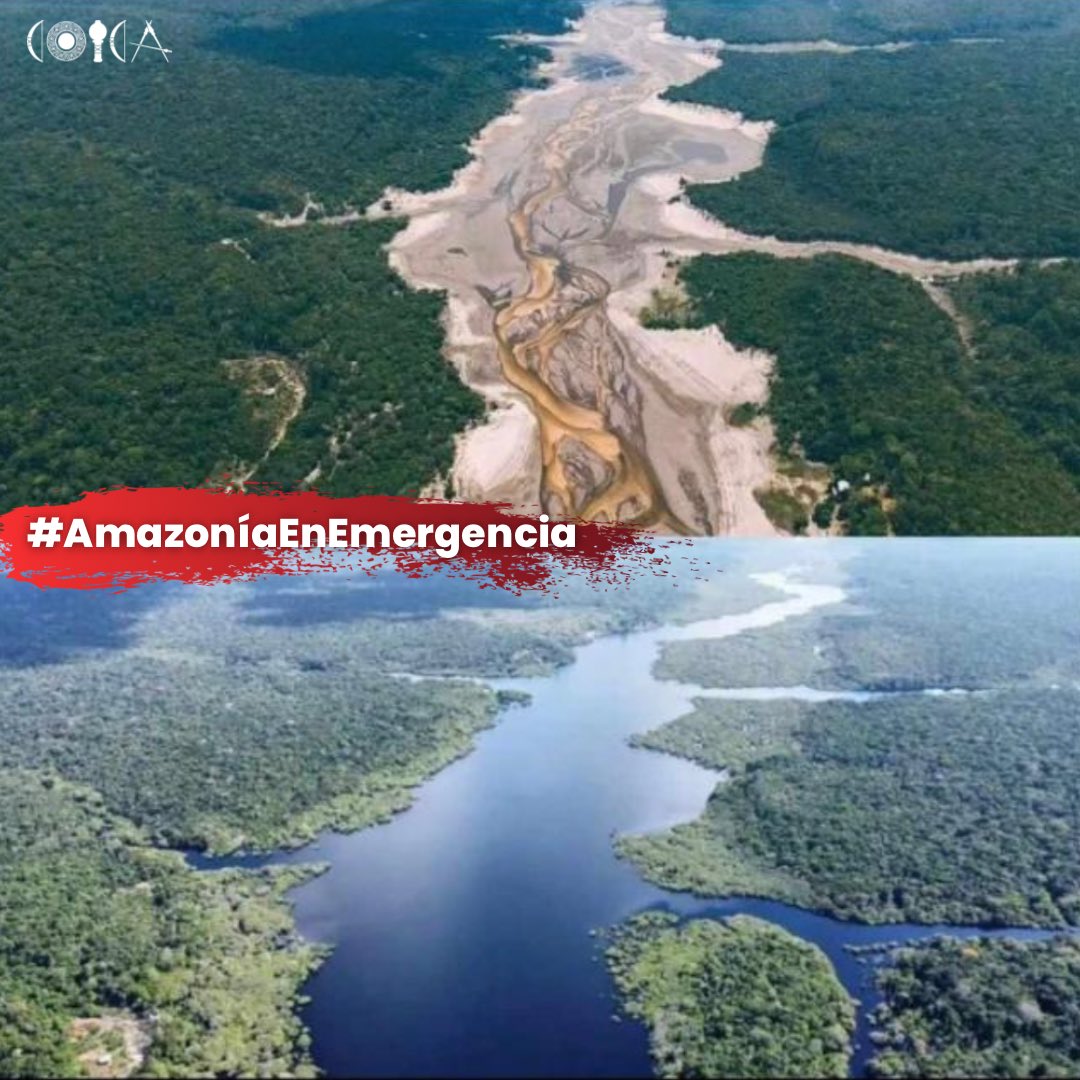 coicaorg's tweet photo. EL PUNTO DE NO RETORNO ESTÁ MAS CERCA 🚨

La Amazonía está atravesando una de las sequías mas fuerte de su historia, debido al cambio climático y al fenómeno del niño ‼️

Cada año son más extensos y más drásticos los períodos de sequía, y si seguimos a este ritmo pronto comenzará un cambio irreversible en el bioma amazónico : UN PROCESO DE SABANIZACIÓN 🔥💀

👉🏼 Únete a nuestra lucha de proteger el 80% de la Amazonía al 2025.

NO TENEMOS MÁS TIEMPO 🚨