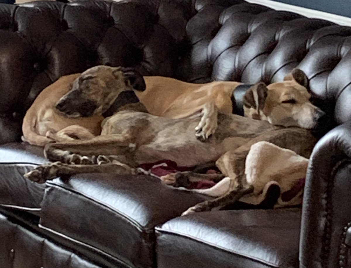 NcsRcvs's tweet photo. It’s tough being a lurcher! Although given a chance they are also both pointy nosed thieves! https://t.co/luvLi1KZFt