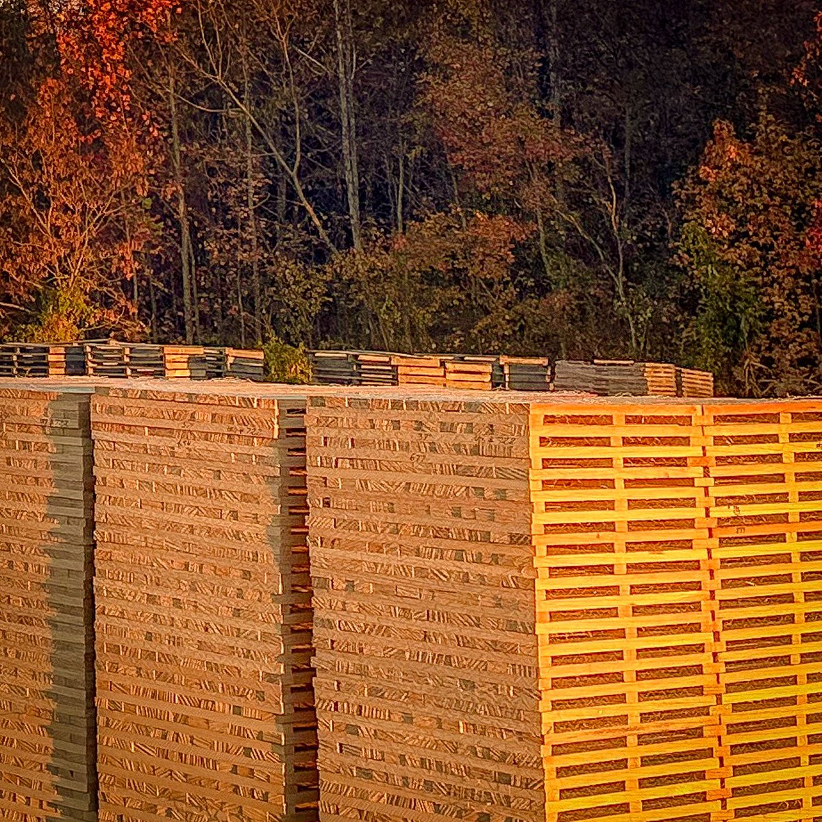 SSStave's tweet image. Who is ready for Fall, y’all?  Leaves are starting to change. Don’t worry. The world class barrel staves are seasoning up just right!

Enjoy your day. We are getting your next drink ready.

#bourbon #barrel #wine #staves