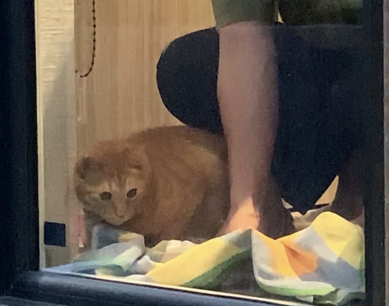 これ私外から見てるw
どうやら室内にお友達＝虫さんがいるらしく、ゴマが探してるから、旦那がお友達を捕獲しているシーンw
アルバム見たら出てきたので可愛いからポストします😘
お友達と遊びすぎるとお友達召されちゃうから気をつけないとww
#猫のいる生活