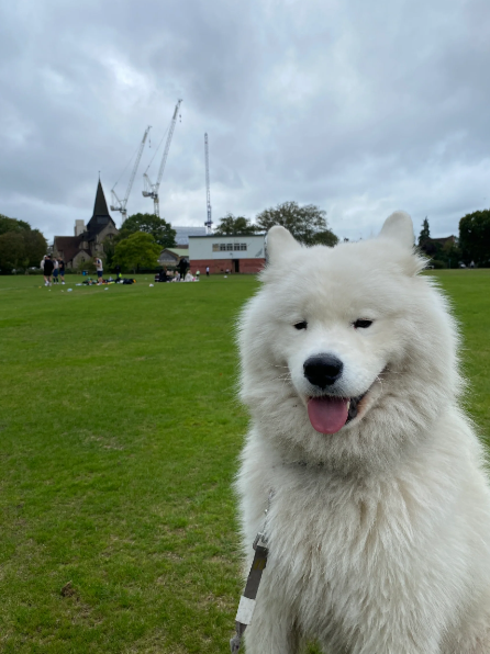 #petaccompanymethroughholidays
              After the weather cooled down, Xiao Sa was very energetic. After taking a nap, his physical strength recovered.