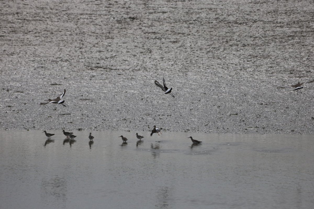 BirdAwareEssex's tweet photo. Huge thanks to everyone who came and participated on our first Essex #greatcoastalbirdwatch23 in #maldonprompark. If you haven't managed to catch us, there's still plenty of opportunities to do so. Our next stop will be #leighonsea, #chalkwellbeach and #twotreeisland on Wednesday https://t.co/iHthyzDI7a