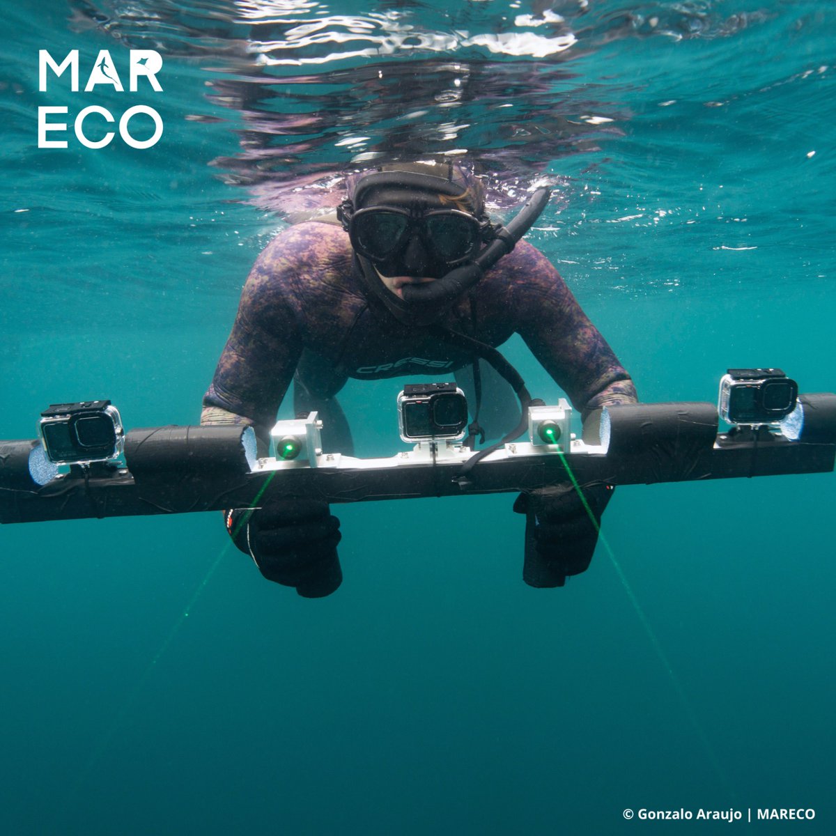 As we approach the end of blue shark season here in the UK, we reflect on another successful season of field research by <a href="/SolLucas10/">Sol Lucas</a> and the team, in collaboration with @bluesharksnorkel @celticdeep and <a href="/newcastleuni/">NU Students</a> 🦈🧲