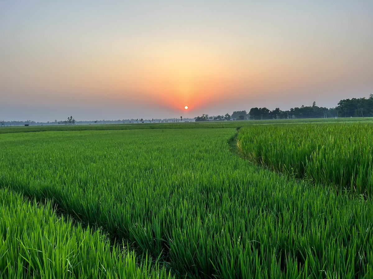 TheNehal19's tweet photo. Beauty of Bengal…an amazing sunset🌞 #sunsetphotography #bengal #paschimbanga #WestBengal #iphone14 #iphone #iOS https://t.co/mxcCaibbTd