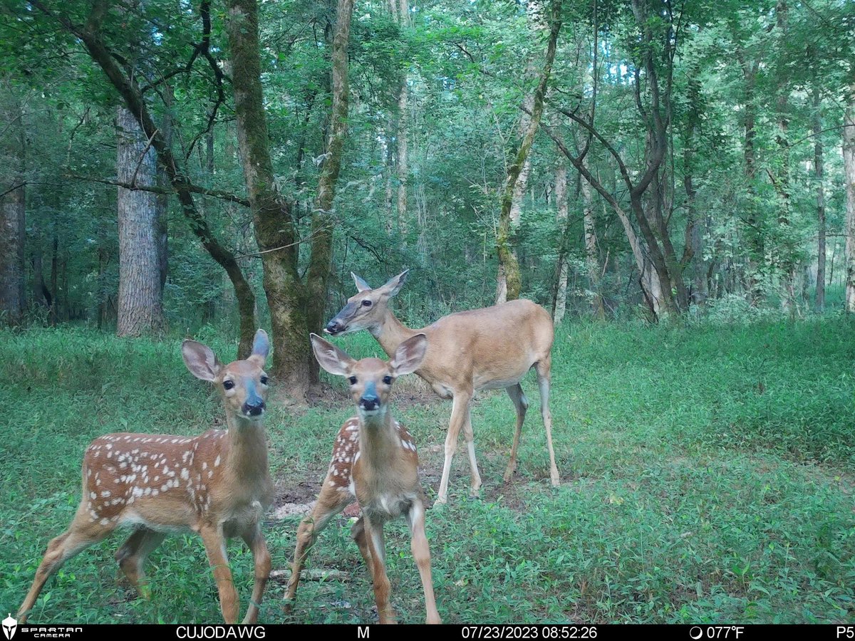 Trail_Cams's tweet image. 