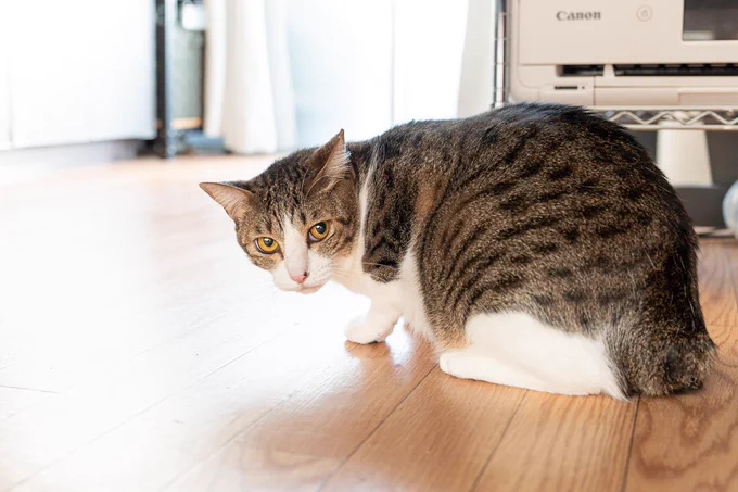10/15(日)の譲渡会にウチの仕事場で預かっている保護猫のユルちゃんも出ますので、興味のある方は是非!とっても可愛いいい子です!#里親募集中 