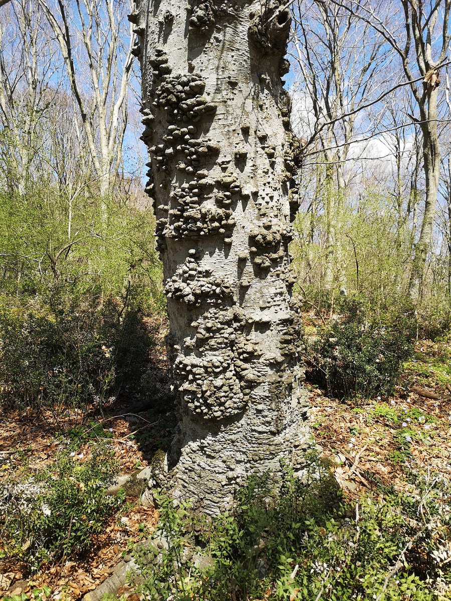 A Barking #Heart!

In warm old-growth #forests the typically smooth #bark of beech may show exceptionally strange shapes resembling the thorny bark of some tropical #trees...

<a href="/InsideNatGeo/">National Geographic Society</a>