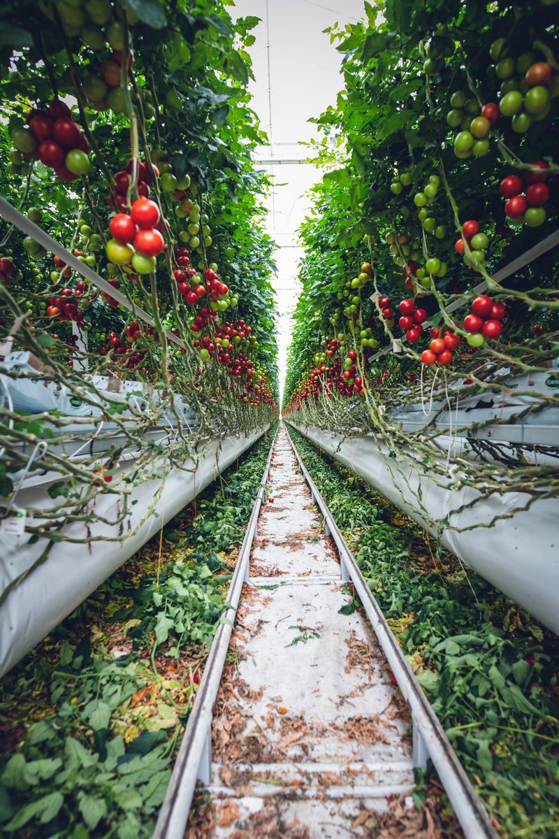 COFRESH_H2020's tweet photo. 🌿 Happy #PracticeAbstractFriday! Today, we dive into Regenerative Agriculture, a game-changer for urban areas. Discover how Gazda z mesta, an urban farm in Nitra, Slovakia, revitalizes land and promotes organic veggies. https://t.co/6LdVndDwX4
#H2020 #H2020FoodSis https://t.co/skpBSoK2en