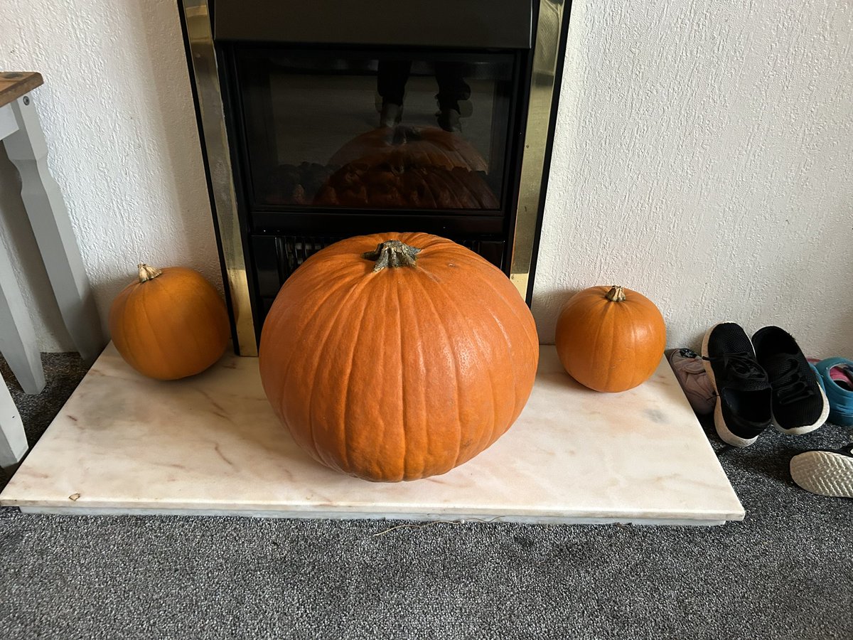 KimSlac92604278's tweet photo. Someone’s been feeding @AldiUK pumpkins with steroids this year because what the HECK https://t.co/nz52PKpKQK