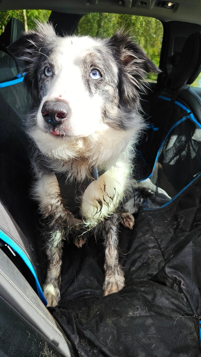 Oh <a href="/Jasper_Collie/">Jasper Collie 🏴󠁧󠁢󠁳󠁣󠁴󠁿</a> how am I going to be able to return you to <a href="/BobOnSkye/">Bob Moss 🏴󠁧󠁢󠁳󠁣󠁴󠁿</a> looking like this 
We were meant to have a quiet day out whilst Hoodad and Ripley did an office day 🤣#filthycollie