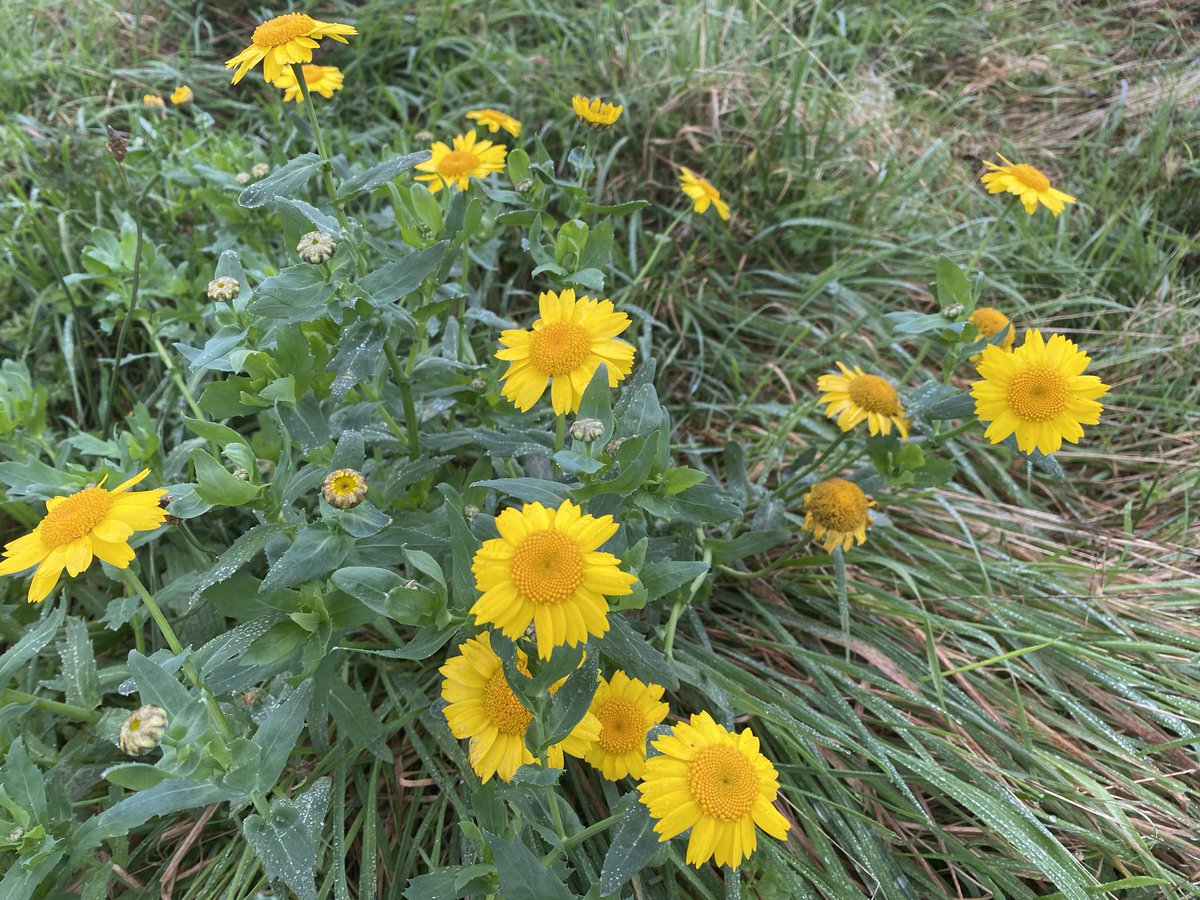 D&G Woodlands (@dgwoodlands) on Twitter photo This morning, McNabb was out on the <a href="/UpperUrrET/">Upper Urr Environmental Trust</a> Community woodland site near Corsock (full story: dailyrecord.co.uk/news/local-new…) - grabbed this photo of a corn daisy… This morning, McNabb was out on the <a href="/UpperUrrET/">Upper Urr Environmental Trust</a> Community woodland site near Corsock (full story: dailyrecord.co.uk/news/local-new…) - grabbed this photo of a corn daisy…