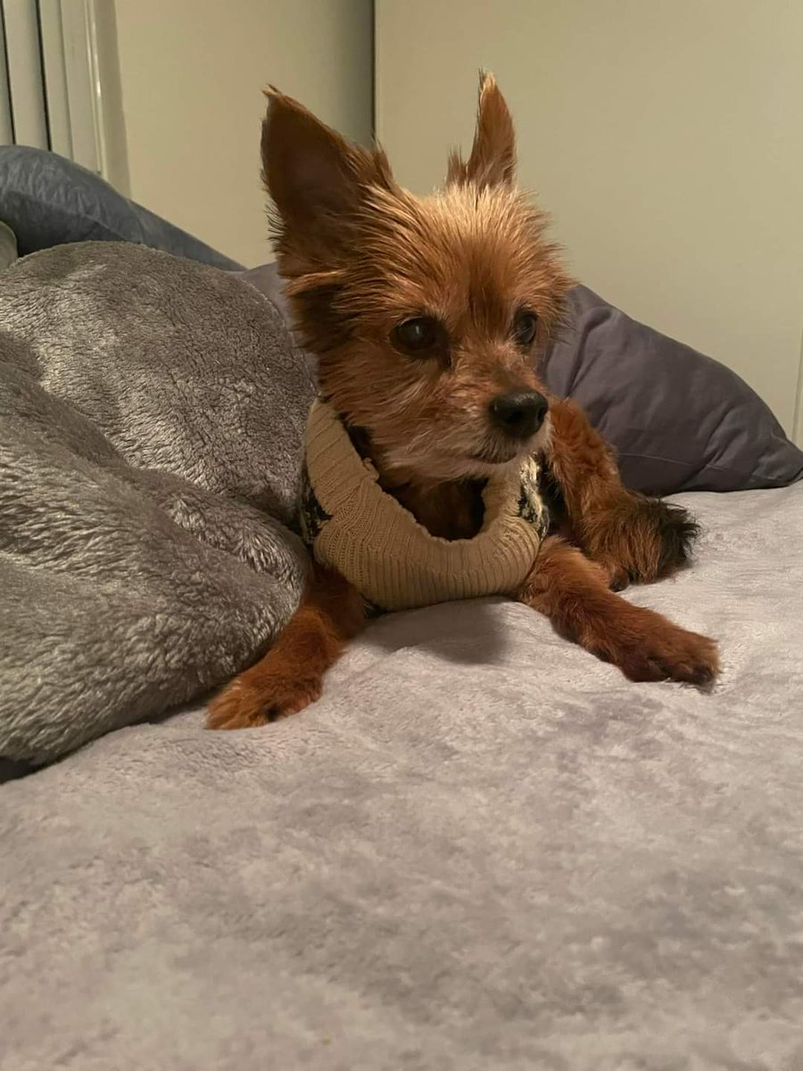 My sweet boy left us on July 17th 💔 and it is hitting me now more than ever. 11 years with him still was not enough, I truly wished all doggies lived forever. He passed just one month after I gave birth to my first born, I’m happy they met but heartbroken.