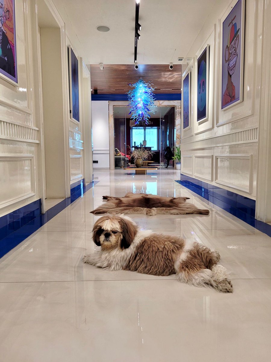 cryptothedoggy tweet media