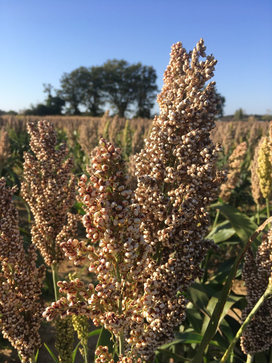 CPoeplau's tweet photo. Back from a productive @EJPSOIL  @EEnergylink WP meeting in beautiful Lusignan. Many thanks to our great host @ChabbiAbad to showing us around the lovely farm and inspiring field experiments, where Sorghum has replaced Maize due to enduring drought. https://t.co/Opdwa33y9U