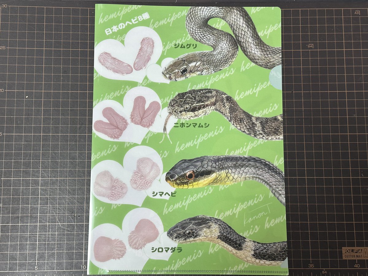 どうしても欲しくて、買ってきていただいた本土のヘビ8種と、それぞれ