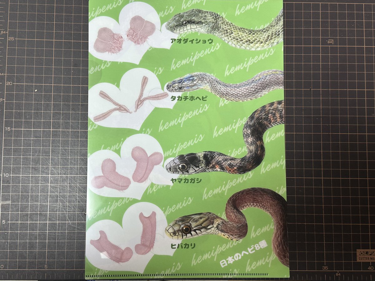 どうしても欲しくて、買ってきていただいた本土のヘビ8種と、それぞれ