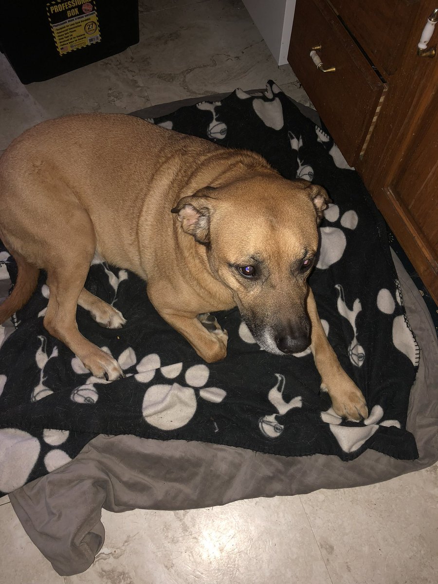 Cfrank32's tweet photo. @thomasjrennie @SiriusXMFC 
As your talking dogs watching games, can you give a few kind words for #Camden who unfortunately passed recently!
He was #Spurs fan &amp; barked in celebration for #HarryKane goals!
Not sure why, but just celebrated Kane’s  goals! Had scarf &amp; Spurs Blanket https://t.co/WMSa4ZPW4Q