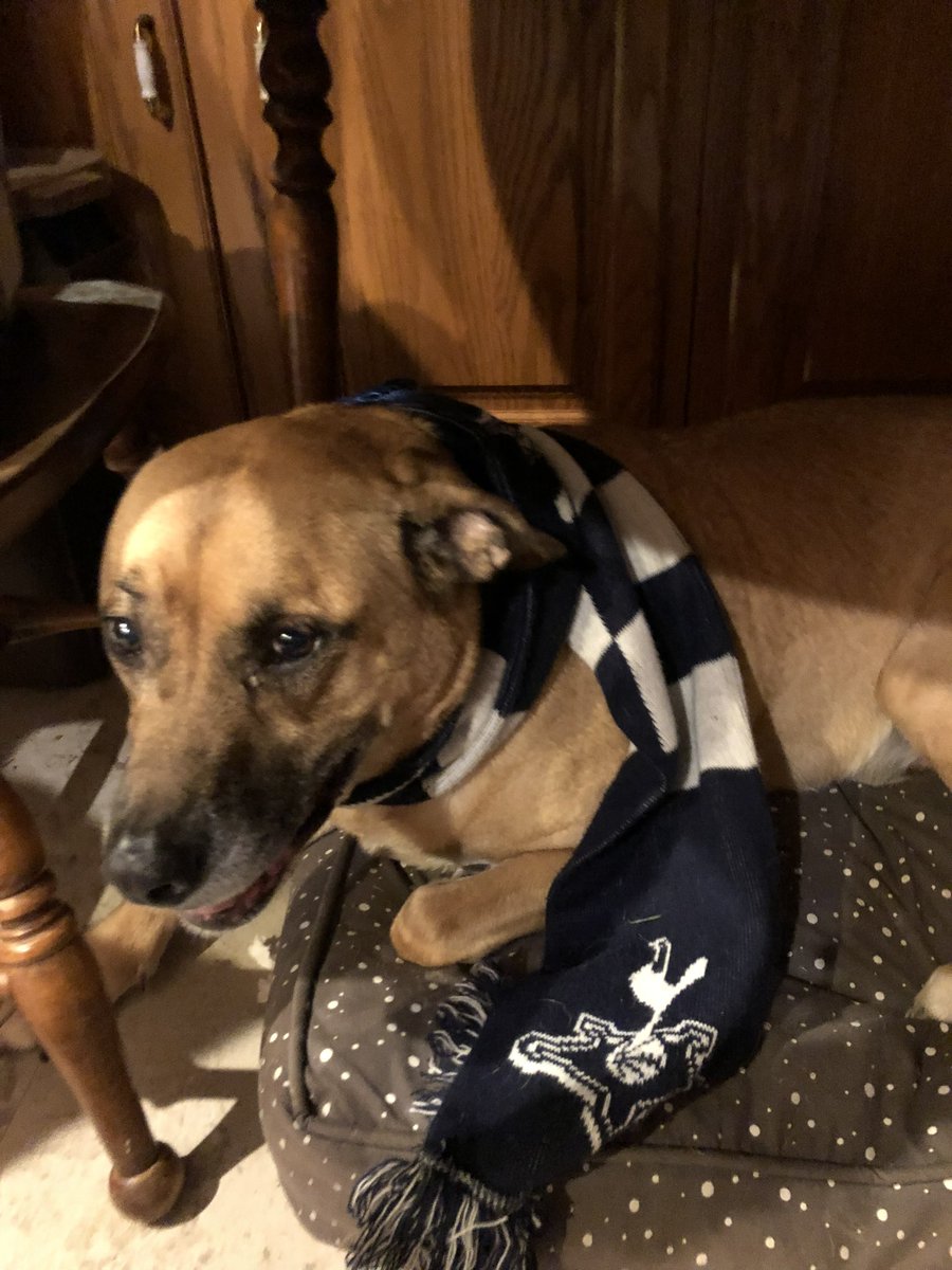 Cfrank32's tweet photo. @thomasjrennie @SiriusXMFC 
As your talking dogs watching games, can you give a few kind words for #Camden who unfortunately passed recently!
He was #Spurs fan &amp; barked in celebration for #HarryKane goals!
Not sure why, but just celebrated Kane’s  goals! Had scarf &amp; Spurs Blanket https://t.co/WMSa4ZPW4Q