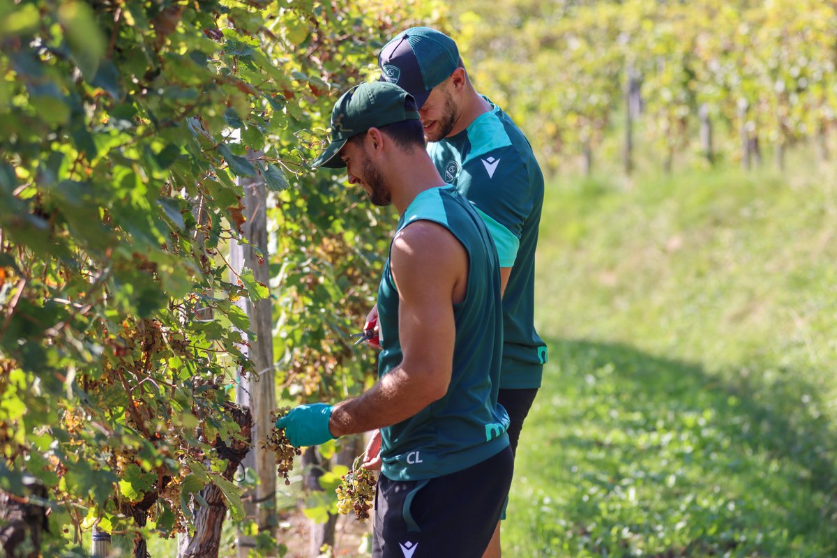 Section Paloise Béarn Pyrénées tweet media