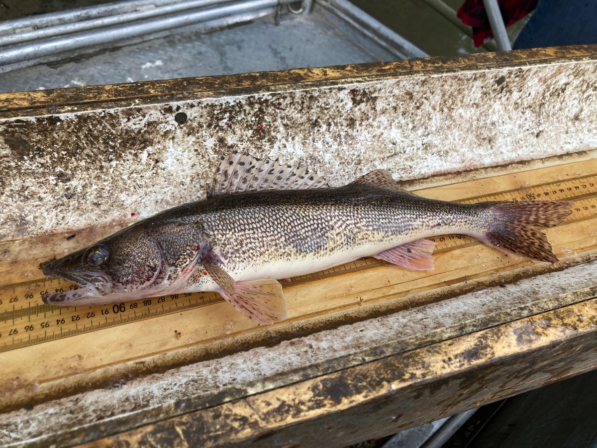 Illinois River Biological Station tweet media